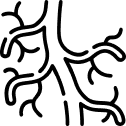 Neurovascular